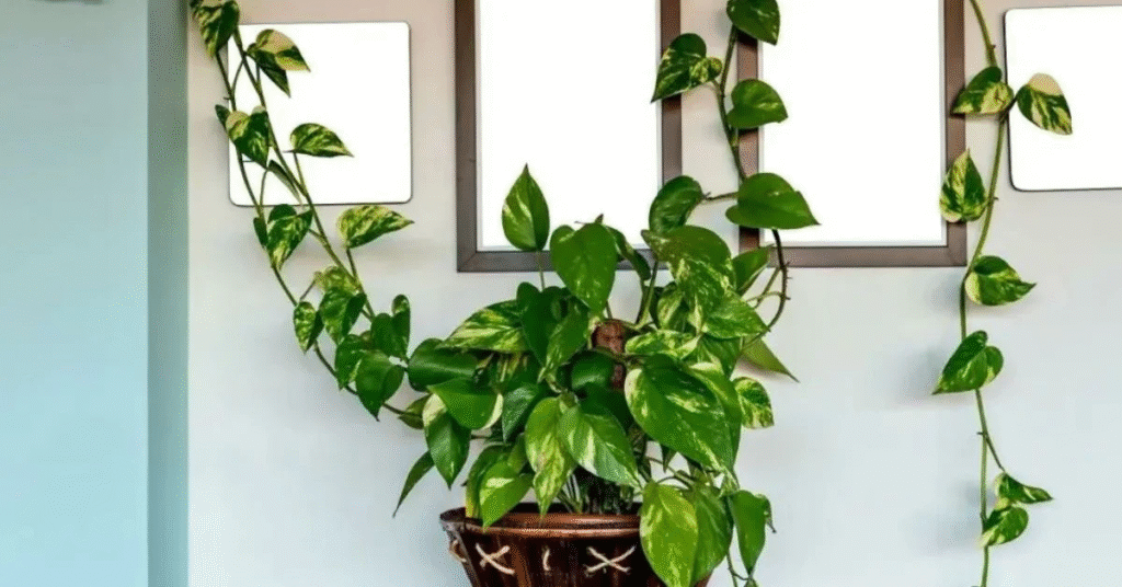 Jiboia (Epipremnum aureum)