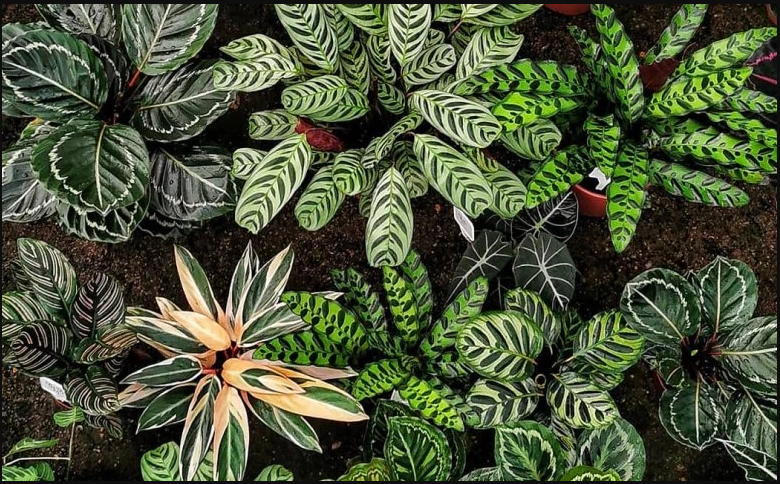 Maranta