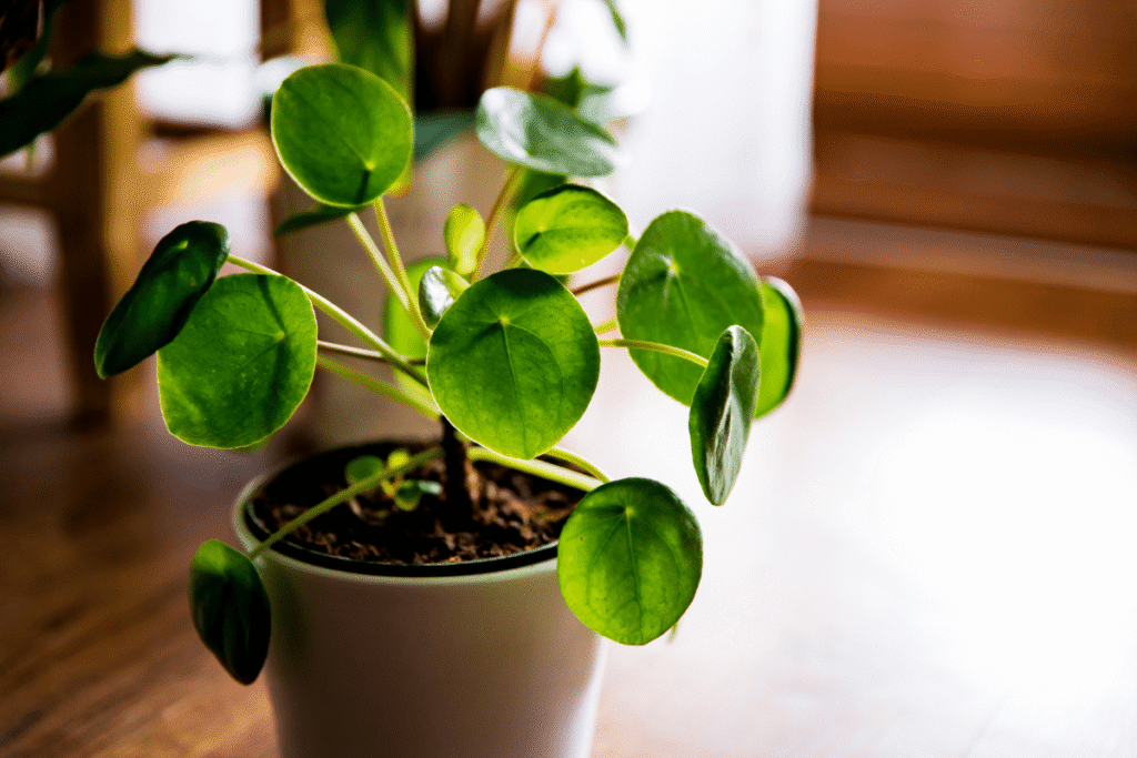 Pilea