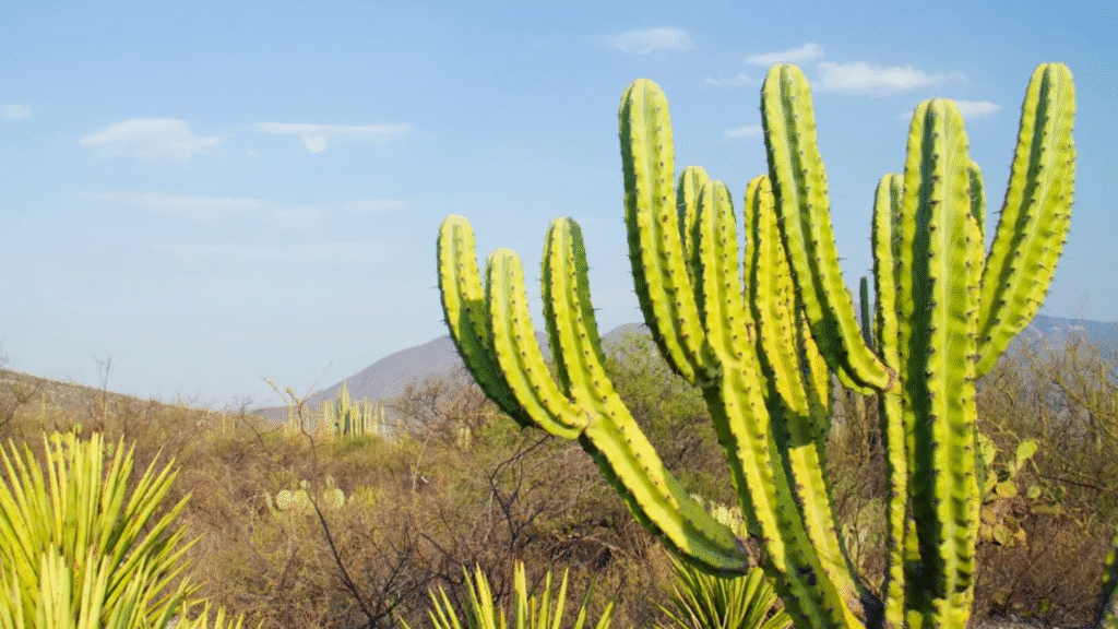 como cuidar de mandacaru