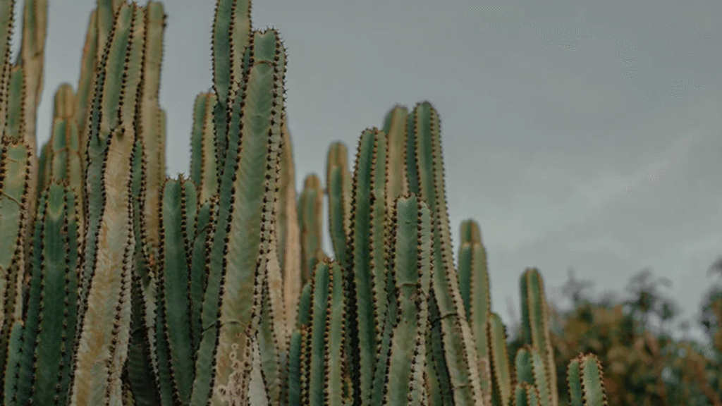 como cuidar de cacto mandacaru