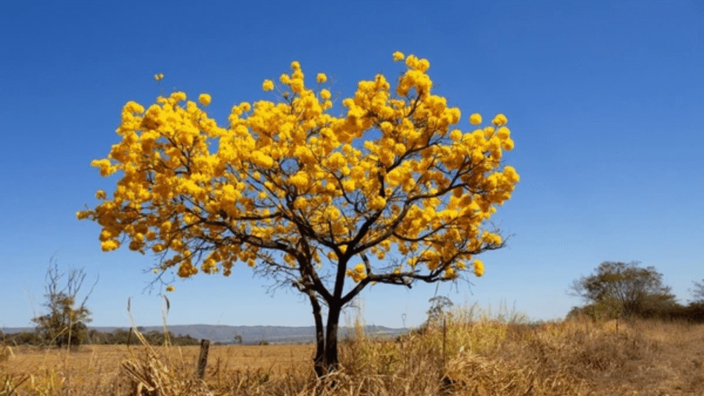 planta ipê-amarelo