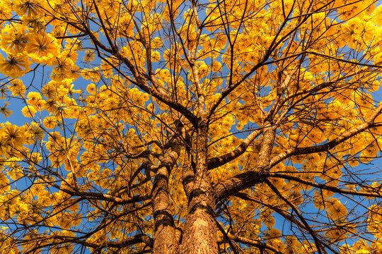 Como plantar Ipê Amarelo?
