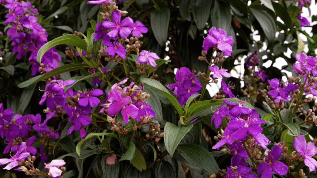 planta quarestemeira