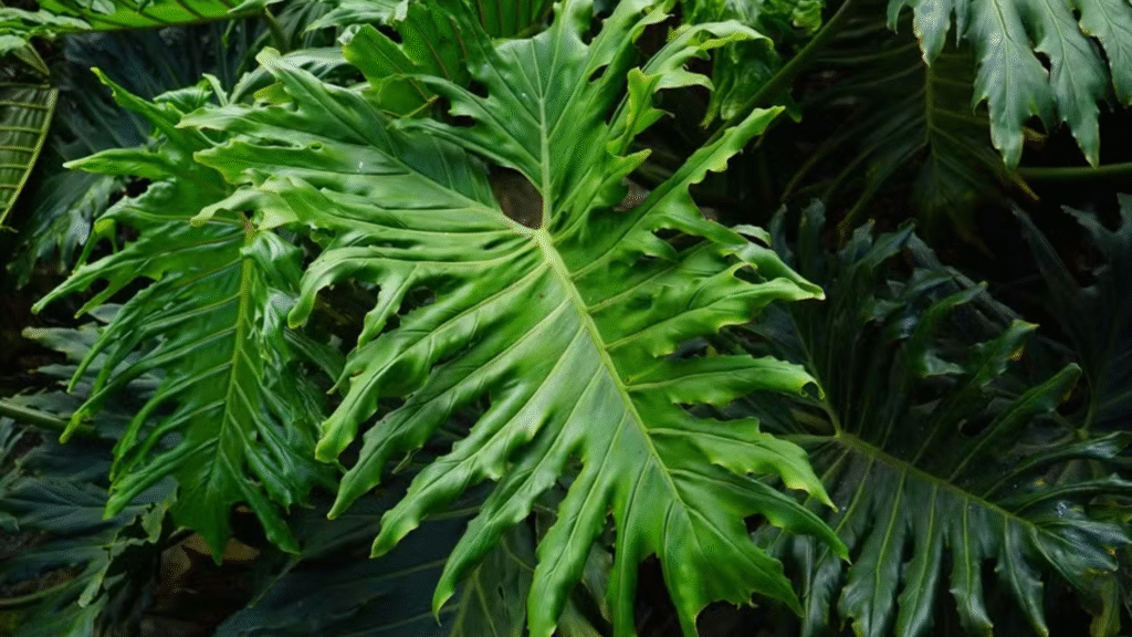 planta filodendros