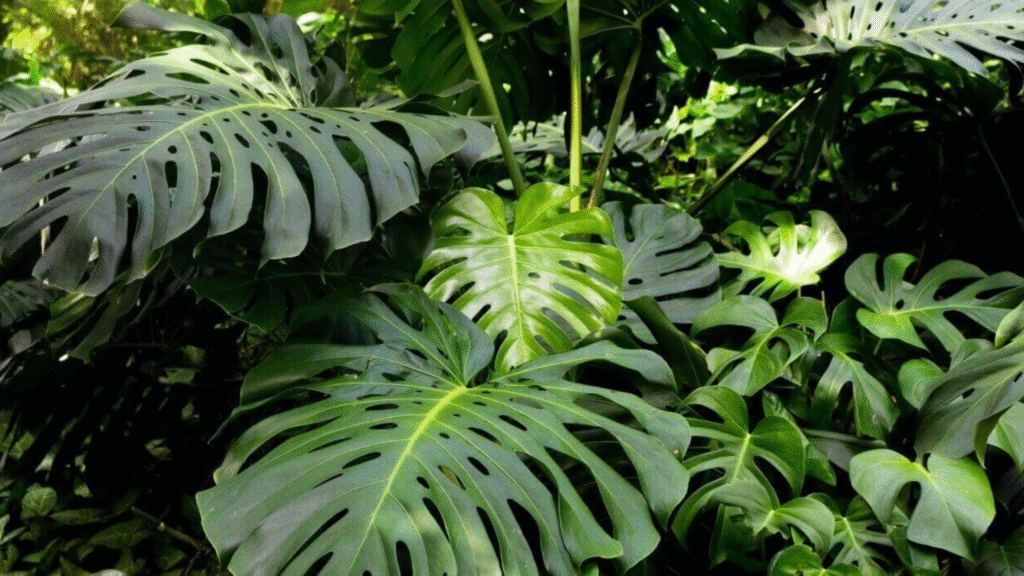 planta costela-de-adão