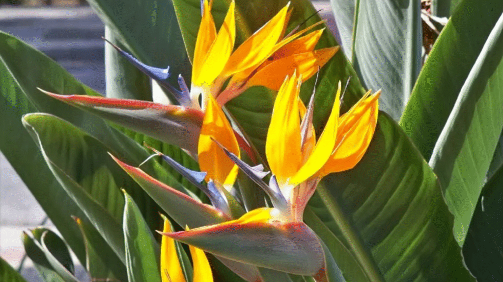planta strelitzia