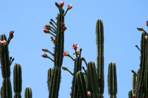 como cuidar do cacto mandacaru