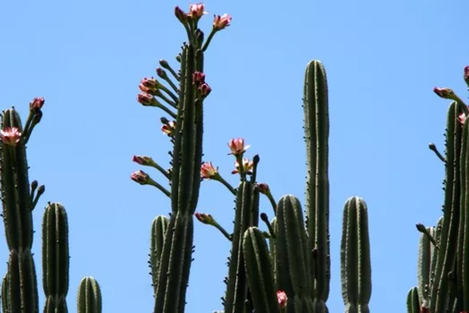 como cuidar do cacto mandacaru