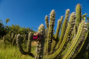 cacto xique-xique