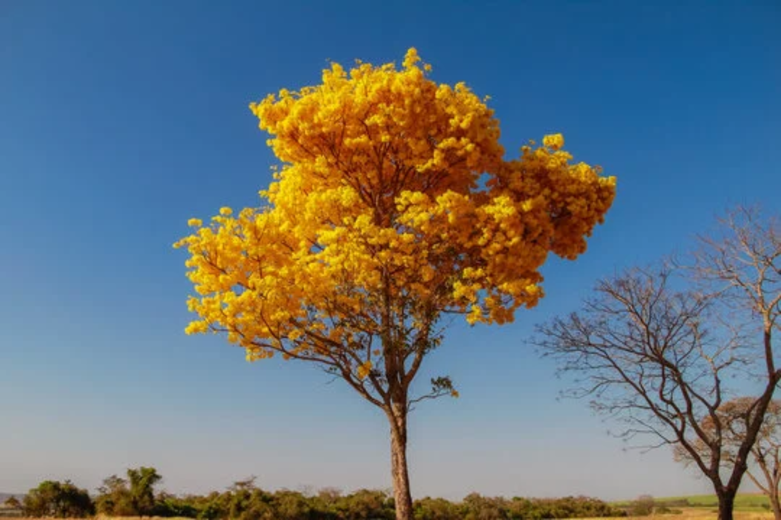 Guia sobre Ipê Amarelo: Saiba Tudo do Plantio à Florada