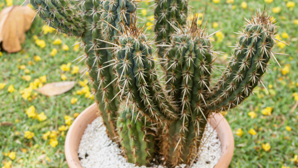 cacto xique-xique em vaso como plantar