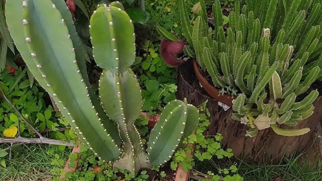 cacto mandacaru no vaso