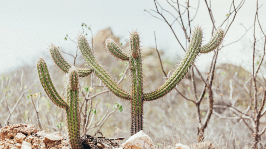 como plantar cacto xique-xique