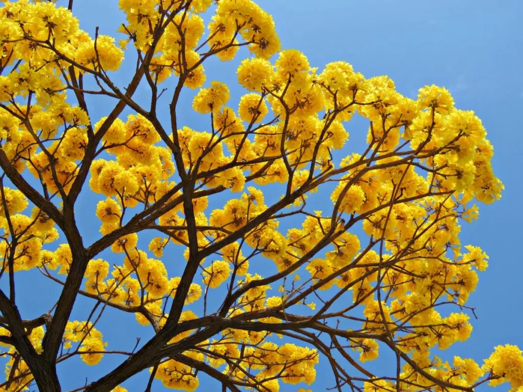 Qual a época de floração do Ipê Amarelo?